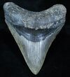 Wide And Sharp Inch Megalodon Tooth #3916-1